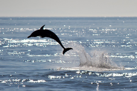 Dolphin watching